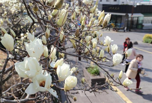 ’목련이 폈어요’