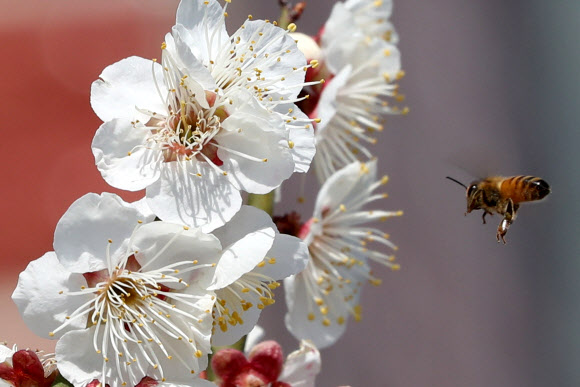 달콤한 매화향기 찾아온 꿀벌