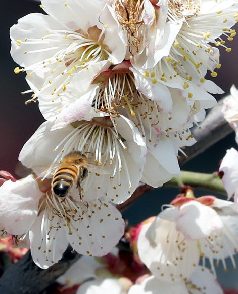 꿀벌 봄꽃 삼매경