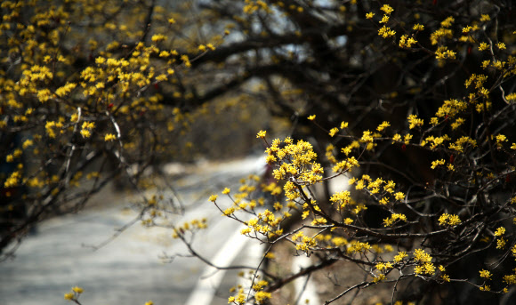 ’봄빛’ 물든 구례 산수유마을