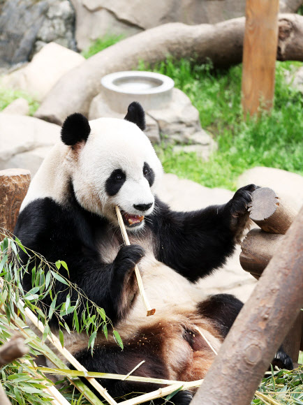 따뜻한 봄 날씨를 보인 12일 오후 경기도 용인시 에버랜드에서 수컷 판다 러바오가 평상에 누워 먹이를 먹고 있다.  연합뉴스