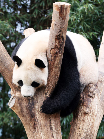 따뜻한 봄 날씨를 보인 12일 오후 경기도 용인시 에버랜드에서 암컷 판다 아이바오가 나무 위에 올라가 낮잠을 자고 있다.  연합뉴스
