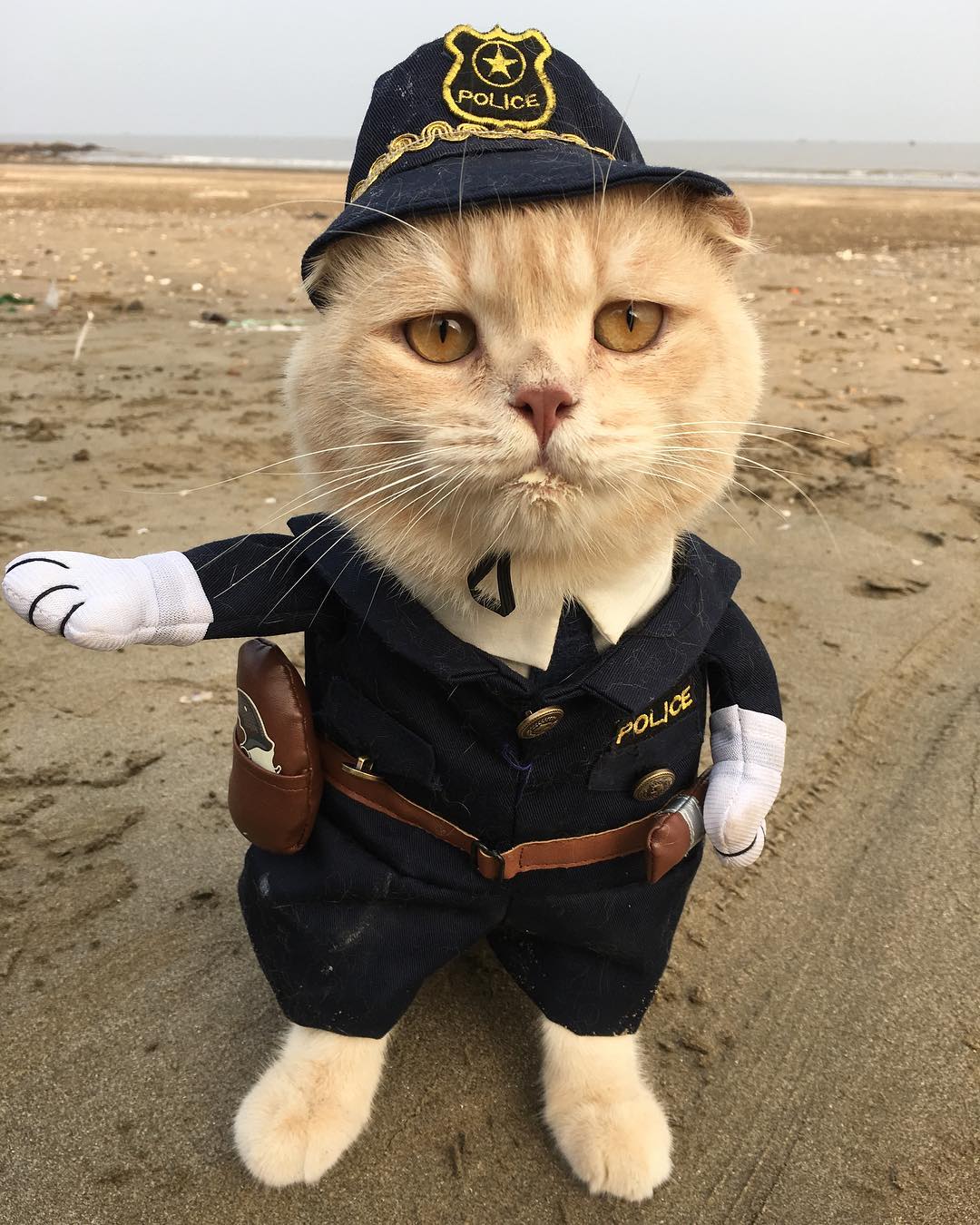 베트남 북부 항구도시 하이퐁의 한 재래시장에서 유명한 고양이 ‘쪼’  인스타그램(@dog1501)