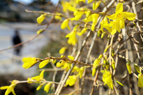 개나리꽃 피기 시작한 제주