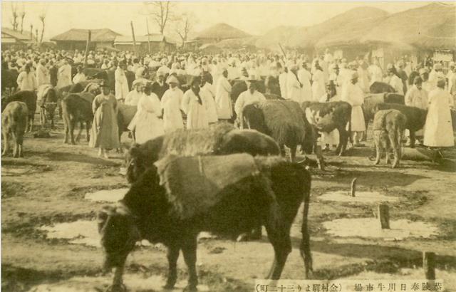 봉일천 공릉장(봉일천장)에 들어선 우시장의 일제강점기 때 모습.<br>파주지역문화연구소 제공