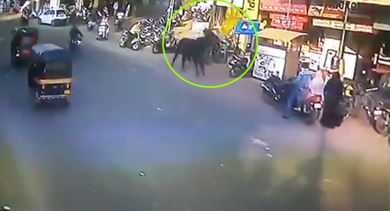 인도에서 검은색 소가 거리를 지나가던 여성을 쳐서 하늘 높이 날려버리는 순간(유튜브 영상 캡처)