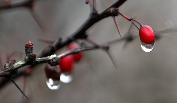 가시 돋힌 가지 위에 찾아온 봄