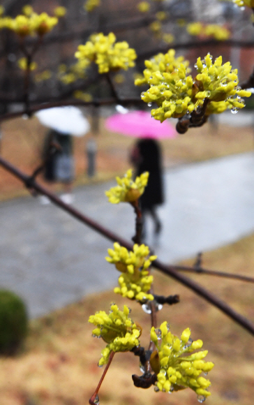 촉촉한 봄비가 내린 15일 오전 서울 서대문구 이화여자대학교 학생들이 형형색색의 우산을 받쳐들고 캠퍼스를 걷고 있다. 2018.3.15 도준석 기자 pado@seoul.co.kr