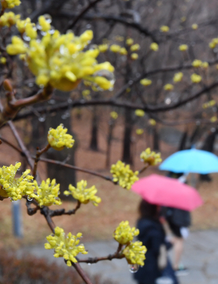 촉촉한 봄비가 내린 15일 오전 서울 서대문구 이화여자대학교 학생들이 형형색색의 우산을 받쳐들고 캠퍼스를 걷고 있다. 2018.3.15 도준석 기자 pado@seoul.co.kr