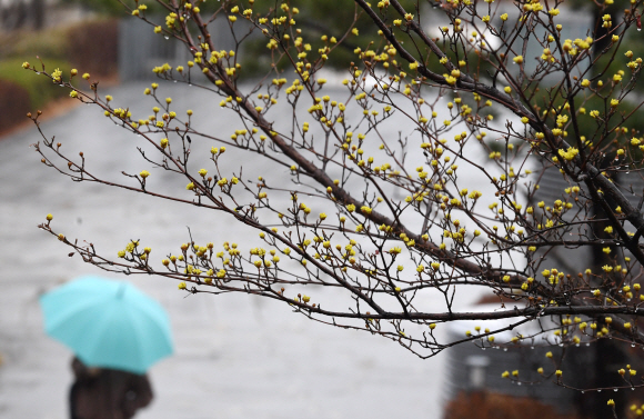 촉촉한 봄비가 내린 15일 오전 서울 서대문구 이화여자대학교 학생들이 형형색색의 우산을 받쳐들고 캠퍼스를 걷고 있다. 2018.3.15 도준석 기자 pado@seoul.co.kr