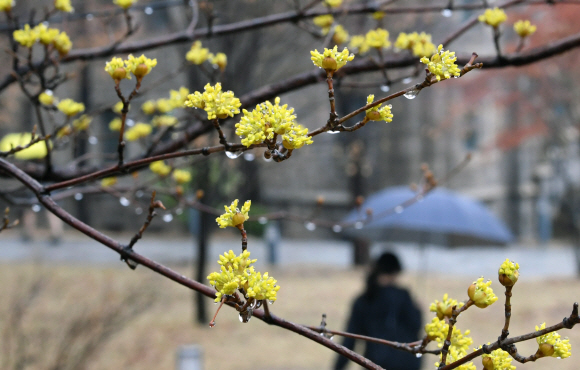 촉촉한 봄비가 내린 15일 오전 서울 서대문구 이화여자대학교 학생들이 형형색색의 우산을 받쳐들고 캠퍼스를 걷고 있다. 2018.3.15 도준석 기자 pado@seoul.co.kr