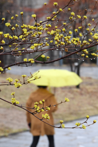 촉촉한 봄비가 내린 15일 오전 서울 서대문구 이화여자대학교 학생들이 형형색색의 우산을 받쳐들고 캠퍼스를 걷고 있다. 2018.3.15 도준석 기자 pado@seoul.co.kr