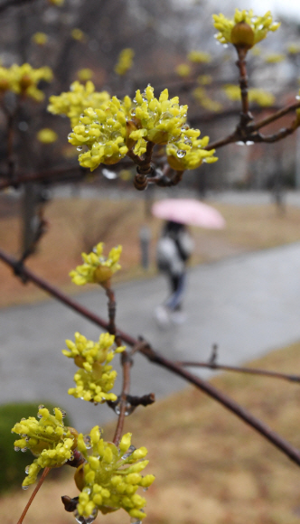 촉촉한 봄비가 내린 15일 오전 서울 서대문구 이화여자대학교 학생들이 형형색색의 우산을 받쳐들고 캠퍼스를 걷고 있다. 2018.3.15 도준석 기자 pado@seoul.co.kr