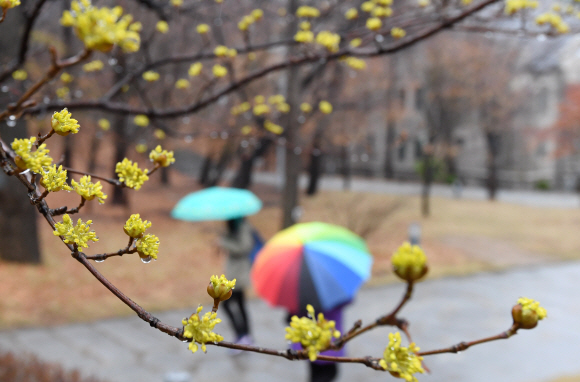 촉촉한 봄비가 내린 15일 오전 서울 서대문구 이화여자대학교 학생들이 형형색색의 우산을 받쳐들고 캠퍼스를 걷고 있다. 2018.3.15 도준석 기자 pado@seoul.co.kr