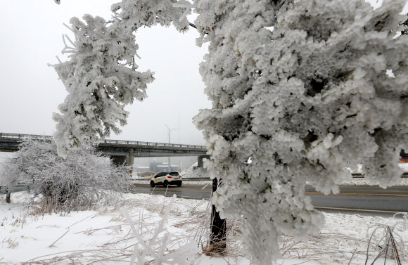 16일 강원 평창군 대관령 정상에는 밤새 내린 눈이 얼어 붙어 한겨울의 풍경을 연출하고 있다.  연합뉴스