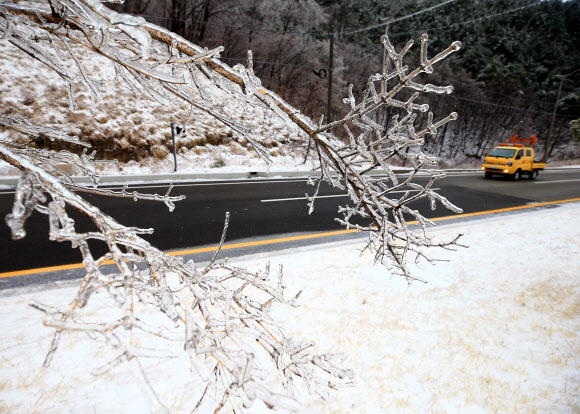 대설주의보 속에 7.5cm의 눈이 내린 미시령에서 16일 도로변 나무에 녹은 눈이 얼어붙은 얼음꽃이 피어 눈길을 끌고 있다.  연합뉴스
