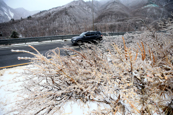대설주의보 속에 7.5cm의 눈이 내린 미시령에서 16일 도로변 나무에 녹은 눈이 얼어붙은 얼음꽃이 피어 눈길을 끌고 있다.  연합뉴스