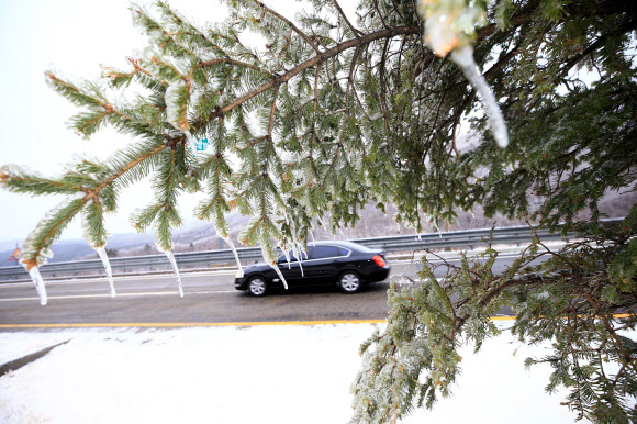 대설주의보 속에 7.5cm의 눈이 내린 미시령에서 16일 차들이 서행하고 있다. 도로변 나무에 녹은 눈이 얼어붙은 얼음꽃이 피어 눈길을 끈다.  연합뉴스