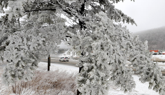 16일 강원 평창군 대관령 정상에는 밤새 내린 눈이 얼어 붙어 한겨울의 풍경을 연출하고 있다.  연합뉴스
