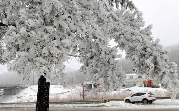 16일 강원 평창군 대관령 정상에는 밤새 내린 눈이 얼어 붙어 한겨울의 풍경을 연출하고 있다.  연합뉴스