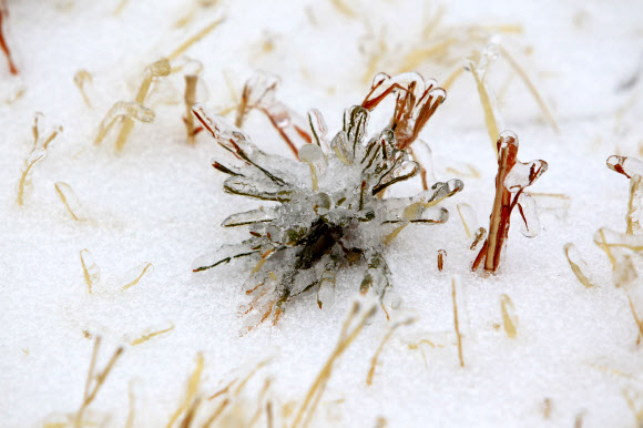 대설주의보 속에 7.5cm의 눈이 내린 미시령에서 16일 도로변 잡초 줄기에 녹은 눈이 얼어붙은 얼음꽃이 피어 눈길을 끌고 있다.  연합뉴스