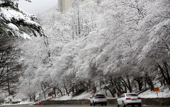 16일 강원 강릉시 대관령 도로에 밤새 내린 눈이 한겨울의 풍광을 연출하고 있다. 연합뉴스