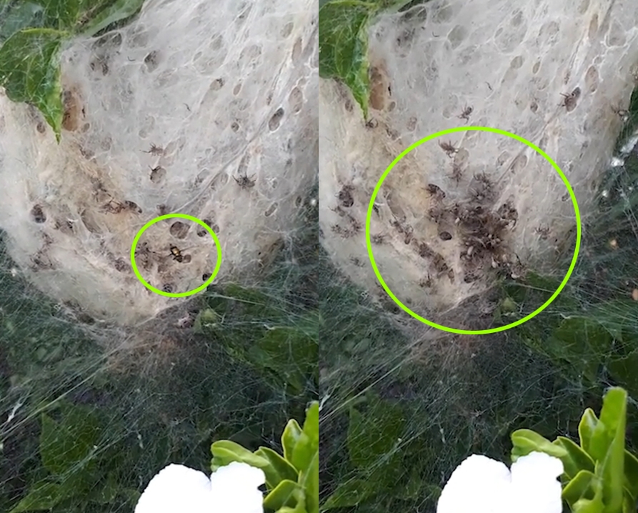 네스트 스파이더(Nest Spiders)의 놀라운 공동체 생존본능 모습(유튜브 영상 캡처)