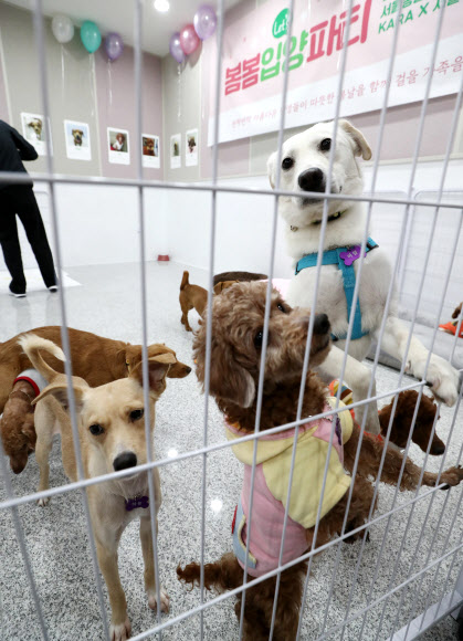 16일 오후 서울 마포구 서울동물복지지원센터에서 입양을 기다리는 유기견들이 사람을 보자 반가워하고 있다. 서울시와 동물보호단체 카라는 ’렛츠 봄봄 입양파티’를 열어 18일까지 유기견 24마리의 가족을 찾아준다.  연합뉴스