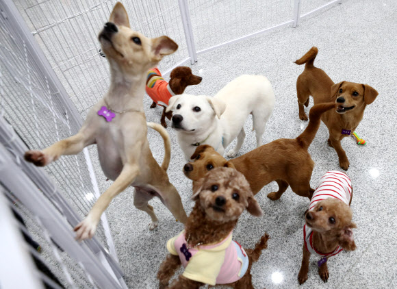 16일 오후 서울 마포구 서울동물복지지원센터에서 입양을 기다리는 유기견들이 사람을 보자 반가워하고 있다. 서울시와 동물보호단체 카라는 ’렛츠 봄봄 입양파티’를 열어 18일까지 유기견 24마리의 가족을 찾아준다.  연합뉴스