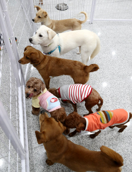 16일 오후 서울 마포구 서울동물복지지원센터에서 입양을 기다리는 유기견들이 휴식을 취하고 있다. 서울시와 동물보호단체 카라는 ’렛츠 봄봄 입양파티’를 열어 18일까지 유기견 24마리의 가족을 찾아준다.  연합뉴스