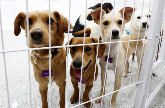 16일 오후 서울 마포구 서울동물복지지원센터에서 입양을 기다리는 유기견들이 휴식을 취하고 있다. 서울시와 동물보호단체 카라는 ’렛츠 봄봄 입양파티’를 열어 18일까지 유기견 24마리의 가족을 찾아준다.  연합뉴스