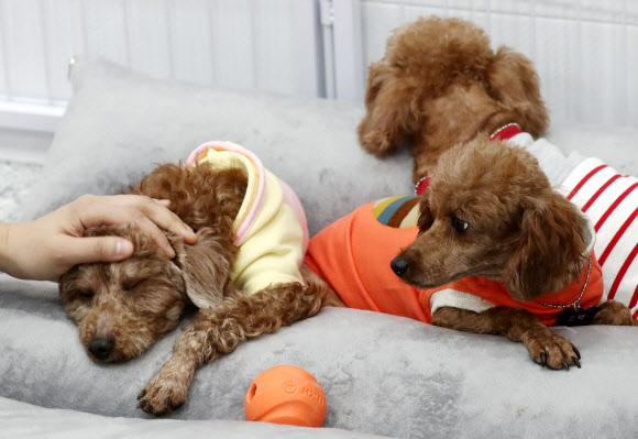 16일 오후 서울 마포구 서울동물복지지원센터에서 입양을 기다리는 유기견들이 휴식을 취하고 있다. 서울시와 동물보호단체 카라는 ’렛츠 봄봄 입양파티’를 열어 18일까지 유기견 24마리의 가족을 찾아준다.  연합뉴스