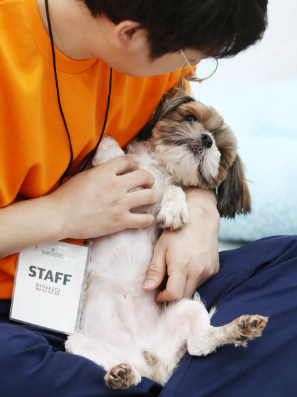 16일 오후 서울 마포구 서울동물복지지원센터에서 관계자가 입양을 기다리는 유기견을 보살피고 있다. 서울시와 동물보호단체 카라는 ’렛츠 봄봄 입양파티’를 열어 18일까지 유기견 24마리의 가족을 찾아준다. 연합뉴스