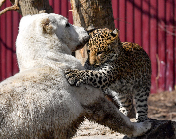 개를 어미로 여기는 새끼 표범