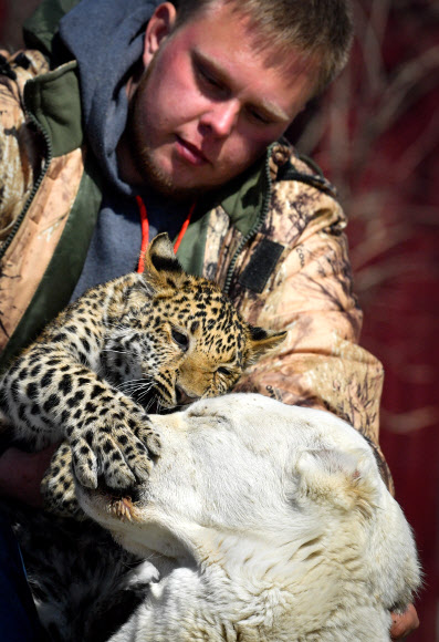 개를 어미로 여기는 새끼 표범
