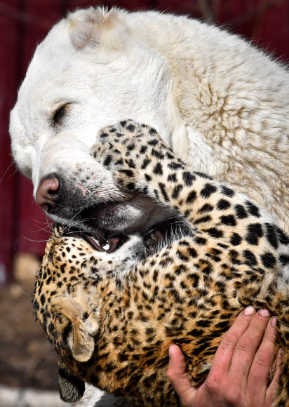 어미개에게 장난치는 새끼표범