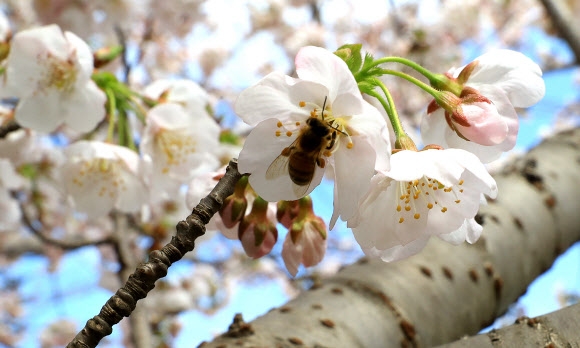 벚꽃 꿀 따는 꿀벌