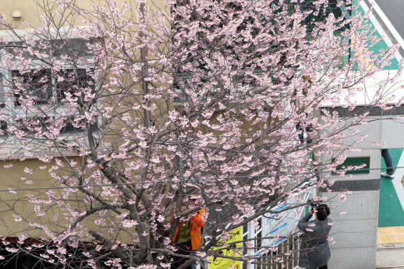 봄이왔어요 벚꽃 만개