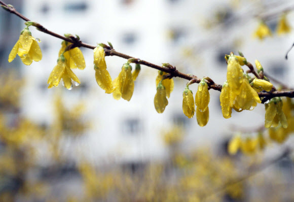 봄비 머금은 개나리