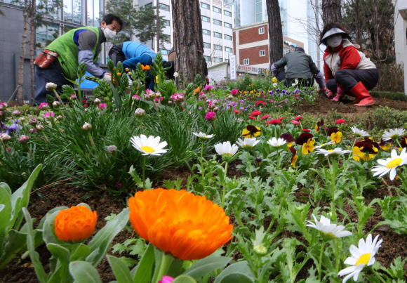 온실에서 화단으로 나온 봄꽃