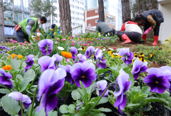 봄꽃으로 단장하는 거리