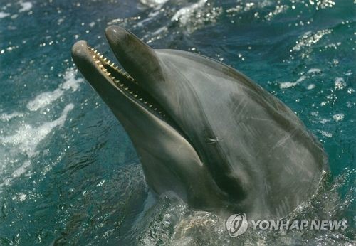 남방큰돌고래 [국립수산과학원 제공] 연합뉴스