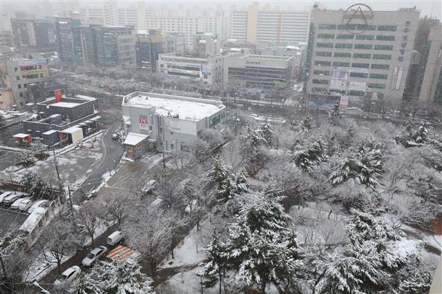 설국으로 변한 대구 도심