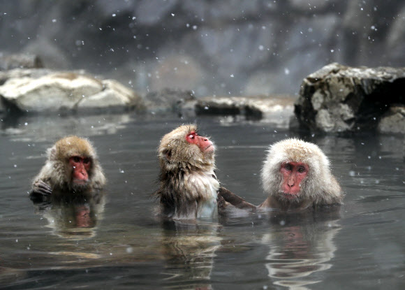 일본 짧은 꼬리 원숭이들이 21일(현지시간) 일본 야마노우치 정의 지고쿠다니 야생 원숭이 공원에서 온천을 즐기고 있다. EPA 연합뉴스