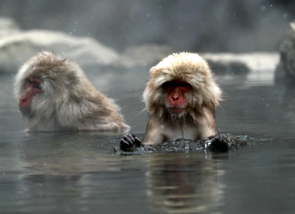 일본 짧은 꼬리 원숭이들이 21일(현지시간) 일본 야마노우치 정의 지고쿠다니 야생 원숭이 공원에서 온천을 즐기고 있다. EPA 연합뉴스