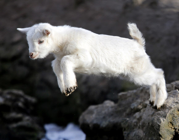 21일(현지시간) 독일 프랑크푸르트 인근 크론베르크에 위치한 오펠 동물원에서 새끼 염소 한 마리가 점프하고 있는 모습이 포착됐다. AP 연합뉴스