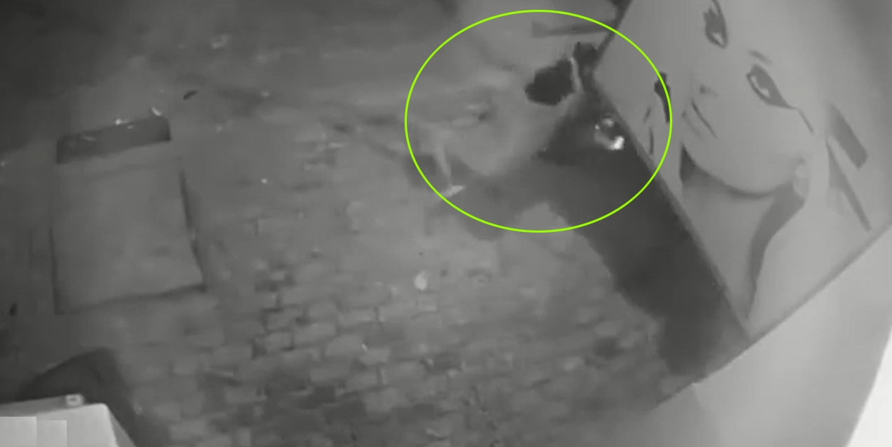 베트남 오토바이 2인조 개도둑이 개를 훔쳐가는 모습(유튜브 영상 캡처)