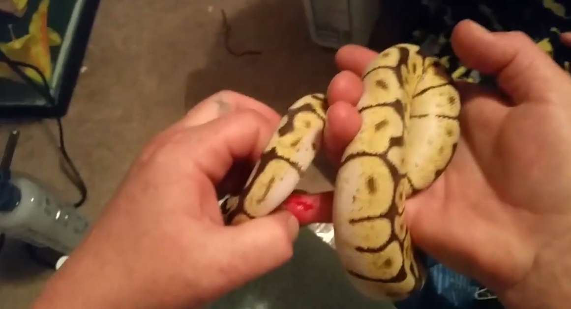 유튜브 영상 캡처