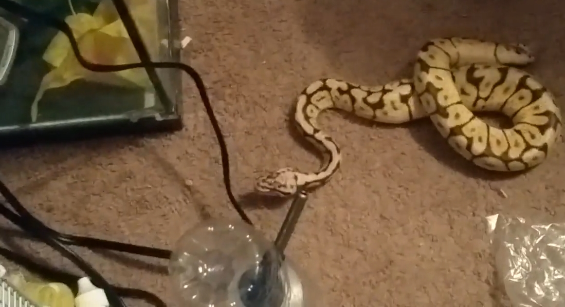 유튜브 영상 캡처