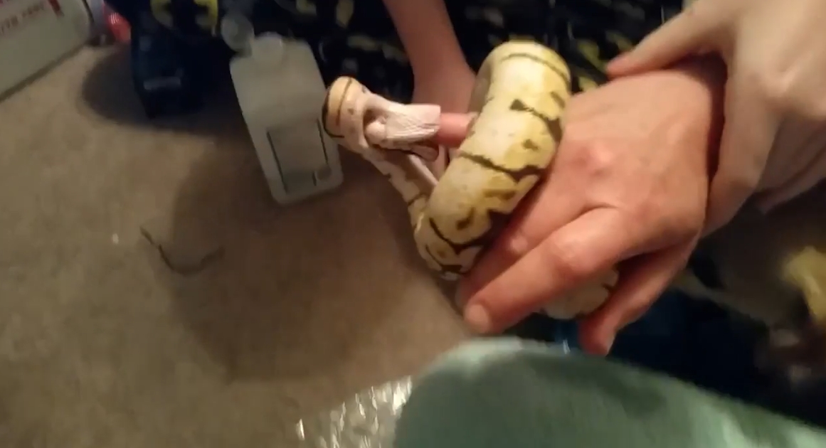 유튜브 영상 캡처